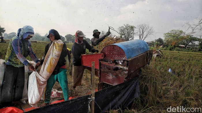 Petani Pulo Timaha panen raya dengan hasil melimpah. Panen ini jadi wujud kerja keras sekaligus mempererat solidaritas warga desa.