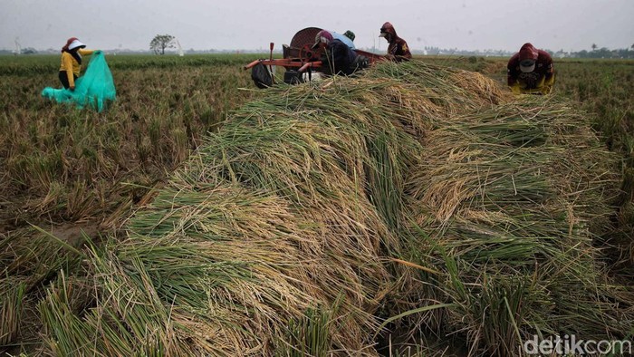 Petani Pulo Timaha panen raya dengan hasil melimpah. Panen ini jadi wujud kerja keras sekaligus mempererat solidaritas warga desa.
