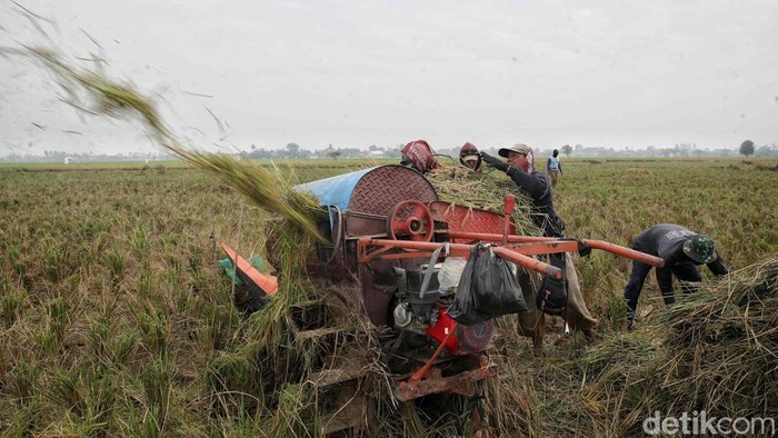 Petani Pulo Timaha panen raya dengan hasil melimpah. Panen ini jadi wujud kerja keras sekaligus mempererat solidaritas warga desa.