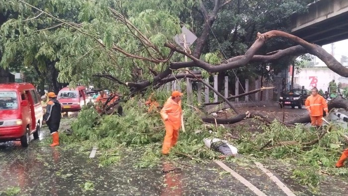 Pohon tumbang di Jakarta