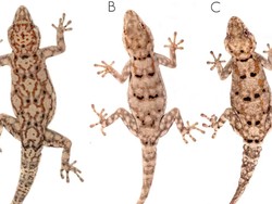 Tiga Spesies Tokek Baru Ditemukan Setelah 8 Tahun Pencarian