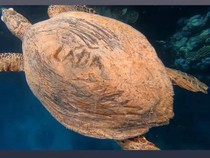 Mesir Murka, Ada Turis Ukir Namanya di Cangkang Penyu