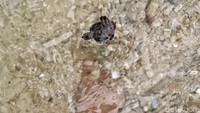 Kepulauan Seribu kembali menjadi saksi upaya penyelamatan satwa laut dilindungi. Sebanyak 200 ekor tukik penyu sisik dilepaskan ke habitat alaminya di Pulau Bidadari.