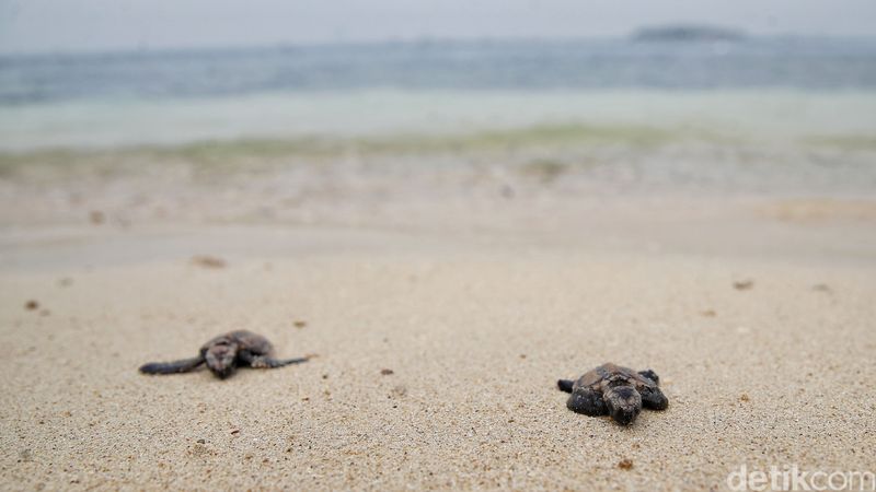 200 Tukik Penyu Sisik Dilepas ke Laut Pulau Bidadari Sejumlah warga dan pegiat lingkungan melepas tukik penyu sisik di kawasan Pulau Bidadari, Kepulauan Seribu, Jakarta, Kamis (21/8/2025).