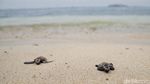200 Tukik Penyu Sisik Dilepas ke Laut Pulau Bidadari