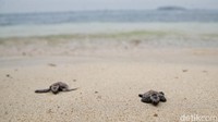 Melalui pelepasan tukik dan program edukasi, diharapkan semakin banyak pihak terlibat dalam konservasi. Pulau Bidadari pun diharapkan menjadi pusat pembelajaran sekaligus destinasi wisata bahari berwawasan lingkungan.