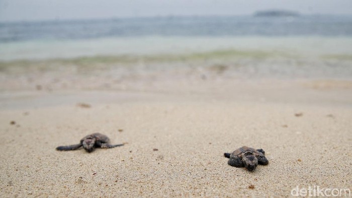 Sejumlah warga dan pegiat lingkungan melepas tukik penyu sisik di kawasan Pulau Bidadari, Kepulauan Seribu, Jakarta, Kamis (21/8/2025).