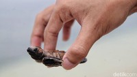 Penyu sisik termasuk satwa laut yang masuk kategori sangat terancam punah berdasarkan daftar merah IUCN. Upaya konservasi menjadi langkah penting untuk menyelamatkan spesies ini.