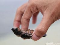 Kemenkeu Bakal Rekrut 300 CPNS Lulusan SMA