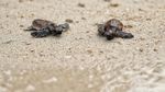 200 Tukik Penyu Sisik Dilepas ke Laut Pulau Bidadari