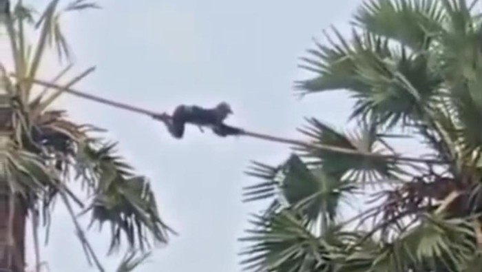 Samsul, buruh pemanjat pohon siwalan di Desa Kertagena Laok, Kecamatan Kadur, Pamekasan