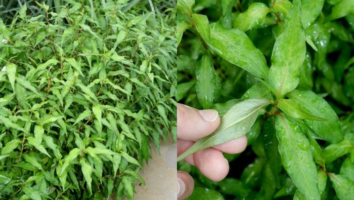 Daun kesum.
