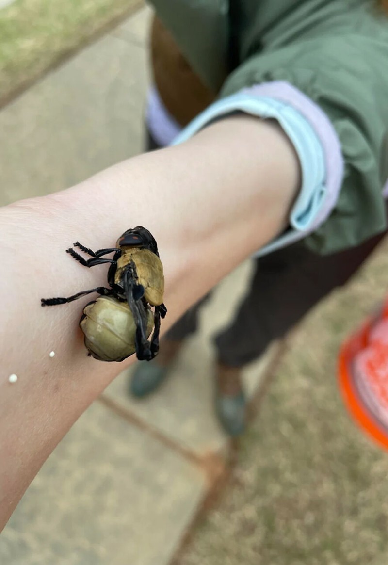 Deretan Hewan Paling Menteramkan di Dunia