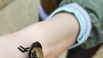 Parasit ini adalah mimpi buruk yang sesungguhnya. CDC menjelaskan bahwa lalat bot betina menggunakan nyamuk sebagai kurir, menempelkan telurnya ke perut serangga. Ketika nyamuk menggigit seseorang, panas tubuh memicu telur untuk menetas, dan larvanya menggali diam-diam ke dalam kulit, seringkali tanpa meninggalkan jejak yang terlihat. Ia hidup di dalam inang hingga delapan minggu, melahap jaringan hingga menjadi benjolan yang terlihat. Korban sering menggambarkan sensasi mengerikan saat ia menggeliat di bawah kulit dan melihat tabung pernapasannya mencuat keluar. Foto: Boredpanda Foto: Boredpanda