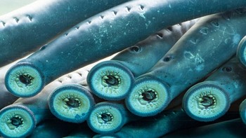Awalnya merupakan spesies air asin, lamprey laut telah menyebar ke sungai dan danau air tawar, tempat ia menyebabkan kerusakan besar pada populasi ikan. Ia menempel pada inangnya dengan mulut penghisap berlapis gigi tajam, lalu melubangi sisik dan daging menggunakan lidahnya yang tajam. Lamprey menghisap darah dan cairan tubuh sementara inangnya tetap hidup, seringkali selama berhari-hari. Tidak seperti lintah, yang mirip dengannya, lamprey laut dapat tumbuh hingga empat kaki panjangnya. National Ocean Service melaporkan bahwa seekor lamprey dapat membunuh hingga 18 kg ikan setiap tahun, jumlah yang menghancurkan perikanan Great Lakes pada tahun 1800-an. Foto: Boredpanda
