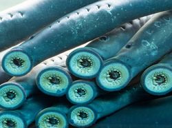 Deretan Hewan Paling Menakutkan di Dunia, Bikin Merinding!