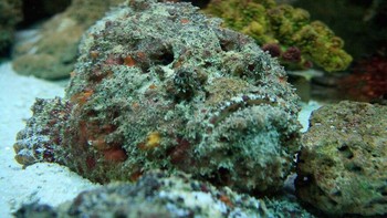 Ikan batu adalah ahli kamuflase, ditemukan di seluruh terumbu karang dari Australia hingga Indo-Pasifik. Ikan ini dapat sangat menyerupai batu sehingga alga tumbuh di kulitnya, menyembunyikannya dari predator, mangsa, dan bahkan perenang. Ikan ini juga merupakan salah satu ikan paling berbisa di dunia. Saat berburu, ia menunggu tanpa bergerak hingga mangsa mendekat, lalu menghisapnya ke dalam mulutnya dalam waktu kurang dari sedetik. Bagi manusia, menginjak ikan batu bisa berakibat fatal. Duri punggungnya mengeluarkan racun yang sangat menyakitkan sehingga beberapa korban memohon untuk diamputasi (menurut Museum Australia ). Tanpa antibisa, racun tersebut dapat melumpuhkan otot dan dapat membunuh dalam hitungan jam.Foto: Boredpanda