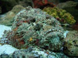 Deretan Hewan Paling Menakutkan di Dunia, Bikin Merinding!