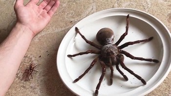 Hewan seukuran piring makan ini adalah tarantula terbesar di Bumi, dengan tubuh yang memanjang hampir 13 cm dan rentang kaki hingga 28 cm. Ia menguni dasar  hutan hujan di Amerika Selatan, mengandalkan rambut kaki untuk merasakan getaran karena, meskipun memiliki delapan mata punya penglihatannya buruk. Ketika menangkap mangsa, ia menyuntikkan racun yang mencairkan jaringan, menyeruput sisa-sisa seperti smoothie yang mengerikan. Di bawah ancaman, ia meluncurkan awan rambut berduri yang menggali ke dalam kulit dan mata, menyebabkan rasa sakit yang tak kunjung hilang. Betina bahkan menjalin rambut-rambut ini ke dalam kantung telur sebagai pertahanan, menjebak sarang mereka. Foto: Boredpanda