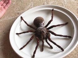 Deretan Hewan Paling Menakutkan di Dunia, Bikin Merinding!