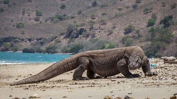 Komodo adalah kadal monitor terbesar di Bumi, predator sepanjang 3 meter dan berat 136 kg yang menguasai pulau-pulau vulkanik Indonesia. Ia menggigit dengan bisa yang memicu kehilangan banyak darah, lalu mengikuti mangsanya hingga roboh. Meskipun sering menyendiri, komodo telah terlihat berburu secara berkelompok untuk menjatuhkan hewan yang lebih besar. BBC Wildlife menambahkan bahwa komodo dewasa memakan anak-anaknya sendiri, memaksa anak-anaknya untuk tinggal di puncak pohon agar tidak menjadi santapan. Foto: Boredpanda