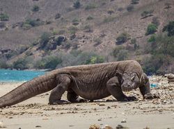 Deretan Hewan Paling Menakutkan di Dunia, Bikin Merinding!