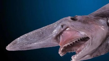 Hiu unik ini hidup di kedalaman laut yang gelap, terkadang hingga 900 meter Kulitnya yang merah muda pucat dan moncongnya yang panjang dan tajam membantunya membaur dengan bayangan hingga ia menyerang. Dalam waktu kurang dari sedetik, rahangnya melesat ke depan, memanjang hampir setengah panjang kepalanya, menarik mangsa ke dalam mulut yang dipenuhi gigi tajam. Sebuah studi tahun 2016 di Nature menunjukkan bahwa rahang hiu goblin dapat terbuka lebih lebar dari rentang tangan manusia, memungkinkannya menelan seluruh mangsanya sebelum menghilang kembali ke dalam kegelapan.Foto: Boredpanda