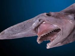 Deretan Hewan Paling Menakutkan di Dunia, Bikin Merinding!