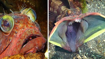 Ikan kecil ini hidup di dasar laut berlumpur Pasifik, dari California hingga Meksiko, biasanya bersembunyi di kerang, botol, atau celah untuk menyergap mangsa. Meski mungil, ia sangat teritorial dan agresif. Namanya berasal dari bahasa Yunani sarkasmós yang berarti “merobek daging.” Ikan ini terkenal dengan perkelahian ciuman, di mana dua ekor menekan mulut bergigi mereka hingga salah satu kalah. Yang kalah biasanya kehilangan tempat berlindung dan berakhir dimangsa atau mati kelaparan. Foto: Boredpanda