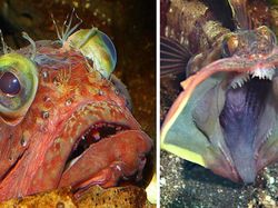 Deretan Hewan Paling Menakutkan di Dunia, Bikin Merinding!