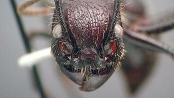 Semut peluru dari hutan hujan Amerika Tengah dan Selatan dikenal memiliki sengatan paling menyakitkan di dunia serangga, dengan rasa sakit yang digambarkan seperti ditembak dan bisa bertahan hingga 24 jam; di Brasil, suku Sateré-Mawé bahkan memanfaatkannya dalam ritual kedewasaan, di mana anak laki-laki harus mengenakan sarung tangan berisi semut ini hingga lengan mereka bengkak dan gemetar berhari-hari. Foto: Boredpanda