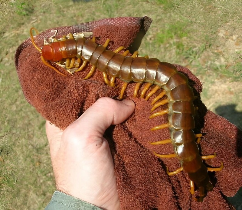 Deretan Hewan Paling Menteramkan di Dunia