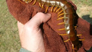 Lipan raksasa Amazon yang bisa tumbuh lebih dari 30 cm ini memegang Rekor Dunia Guinness sebagai spesies lipan terbesar. Dengan 21 pasang kaki bercakar berbisa dan tubuh berlapis baja, hewan ini mampu menangkap kelelawar di udara, memangsa hewan dua kali ukurannya, hingga menyeretnya ke celah gua gelap. Lebih menyeramkan lagi, Discover Wildlife melaporkan ada kasus lipan diduga membunuh anak-anak dan bahkan ditemukan memakan sisa manusia. Foto: Boredpanda