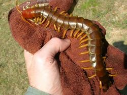 Deretan Hewan Paling Menakutkan di Dunia, Bikin Merinding!