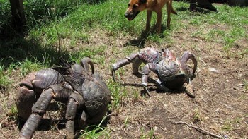Kepiting kelapa adalah artropoda darat terbesar di dunia yang hidup di pulau-pulau tropis Samudra Hindia hingga Pasifik. Dengan capit sekuat 3.300 Newton—setara gigitan singa—ia mampu menghancurkan kelapa, memanjat pohon untuk menjarah sarang burung, bahkan menyambar anak ayam. Legenda setempat pun menyebut hewan ini bisa menyeret hewan peliharaan hingga anak-anak yang terlalu dekat dengan liangnya. Foto: Boredpanda