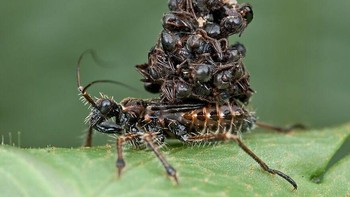Predator menyeramkan ini menjelajahi kebun dan hutan di Eropa Tengah, menyergap serangga dengan paruh bengkok yang menyuntikkan enzim untuk mencairkan organ dalam sekejap. Britannica mencatat, serangga pembunuh muda menempelkan debu, serat, hingga cangkang mangsa sebagai kamuflase “hantu sampah”, sementara yang dewasa menyamar seperti kulit pohon untuk menusuk korban dengan racun melumpuhkan. Foto: Boredpanda
