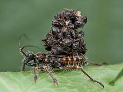 Deretan Hewan Paling Menakutkan di Dunia, Bikin Merinding!