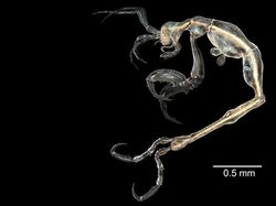 Deretan Hewan Paling Menakutkan di Dunia, Bikin Merinding!