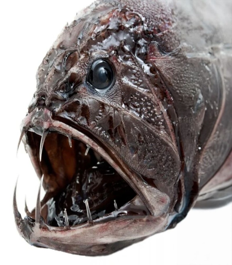 Deretan Hewan Paling Menteramkan di Dunia