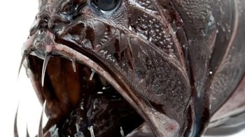 Predator laut ini hidup di zona senja dengan kulit hitam pekat yang menyerap cahaya, membuatnya sulit terdeteksi. Pada malam hari, ia naik ke permukaan berburu dengan sensor kimia, mampu memangsa hewan dua kali ukurannya meski hanya bertaring 6 inci. Menurut Woods Hole Oceanographic Institution, giginya memegang rekor global rasio gigi-ke-kepala tertinggi. Taring tajamnya begitu besar hingga rahangnya tak bisa menutup rapat, sehingga gigi harus masuk ke soket khusus agar tidak menusuk otaknya sendiri—membayangkan dampaknya pada mangsa saja sudah menimbulkan kengerian. Foto: Boredpanda