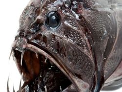 Deretan Hewan Paling Menakutkan di Dunia, Bikin Merinding!