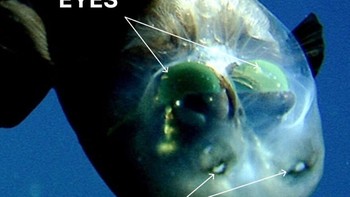 Ikan laut dalam ini memiliki gigi besar yang terus tumbuh dan menjadikannya predator menakutkan di zona senja lautan. Kulit hitamnya menyerap cahaya sehingga sulit terlihat, sementara ia naik ke permukaan malam hari untuk berburu dengan sensor kimia. Meski panjangnya hanya 6 inci, ikan ini mampu memangsa hewan dua kali ukurannya. Menurut Woods Hole Oceanographic Institution, taringnya memegang rekor rasio gigi-ke-kepala terbesar, dengan rahang yang tak bisa menutup sepenuhnya sehingga giginya tersimpan dalam soket khusus agar tidak menusuk tengkoraknya. Foto: Boredpanda