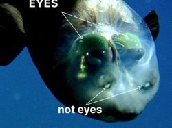 Deretan Hewan Paling Menakutkan di Dunia, Bikin Merinding!