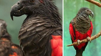 Kanopi hutan hujan Nugini menjadi rumah bagi burung beo Drakula yang menyerupai tokoh horor, dengan bulu hitam pekat, dada merah tua, dan kepala botak mirip burung nasar. Suaranya yang melengking menggema di hutan, namun makanan utamanya justru jinak, yakni buah ara. Sayangnya, penampilan mencolok membuatnya sering diburu hingga kini terdaftar sebagai Rentan oleh IUCN.  Foto: Boredpanda