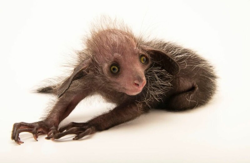 Deretan Hewan Paling Menteramkan di Dunia