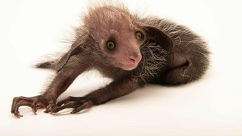 Aye-aye adalah primata nokturnal asal Madagaskar yang sekilas mirip rakun, namun punya penampilan menyeramkan bak makhluk horor. Dengan jari kurus panjang yang digunakannya untuk mengetuk batang pohon mencari larva, hewan ini digambarkan dalam legenda lokal sebagai pembawa kutukan dan pertanda kematian, sehingga sering diburu dan dibunuh oleh penduduk setempat. Foto: Boredpanda