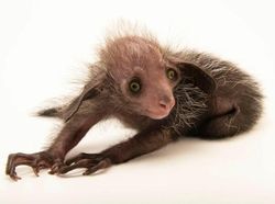 Deretan Hewan Paling Menakutkan di Dunia, Bikin Merinding!