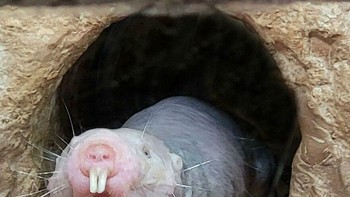 Tikus mol telanjang, hewan pengerat merah muda berkulit keriput yang hidup berkoloni di gurun Afrika Timur dengan satu ratu seperti semut, punya ciri unik berupa mata kecil, gigi menonjol, dan kulit kenyal; National Geographic mencatat mereka bisa bertahan tanpa oksigen lebih lama daripada mamalia lain, hampir kebal kanker, dan mampu hidup lebih dari 30 tahun. Foto: Boredpanda