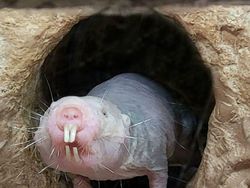 Deretan Hewan Paling Menakutkan di Dunia, Bikin Merinding!