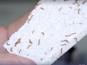 Video Ilmuwan Serbia Latih Ulat Hongkong Agar Dapat Makan Plastik